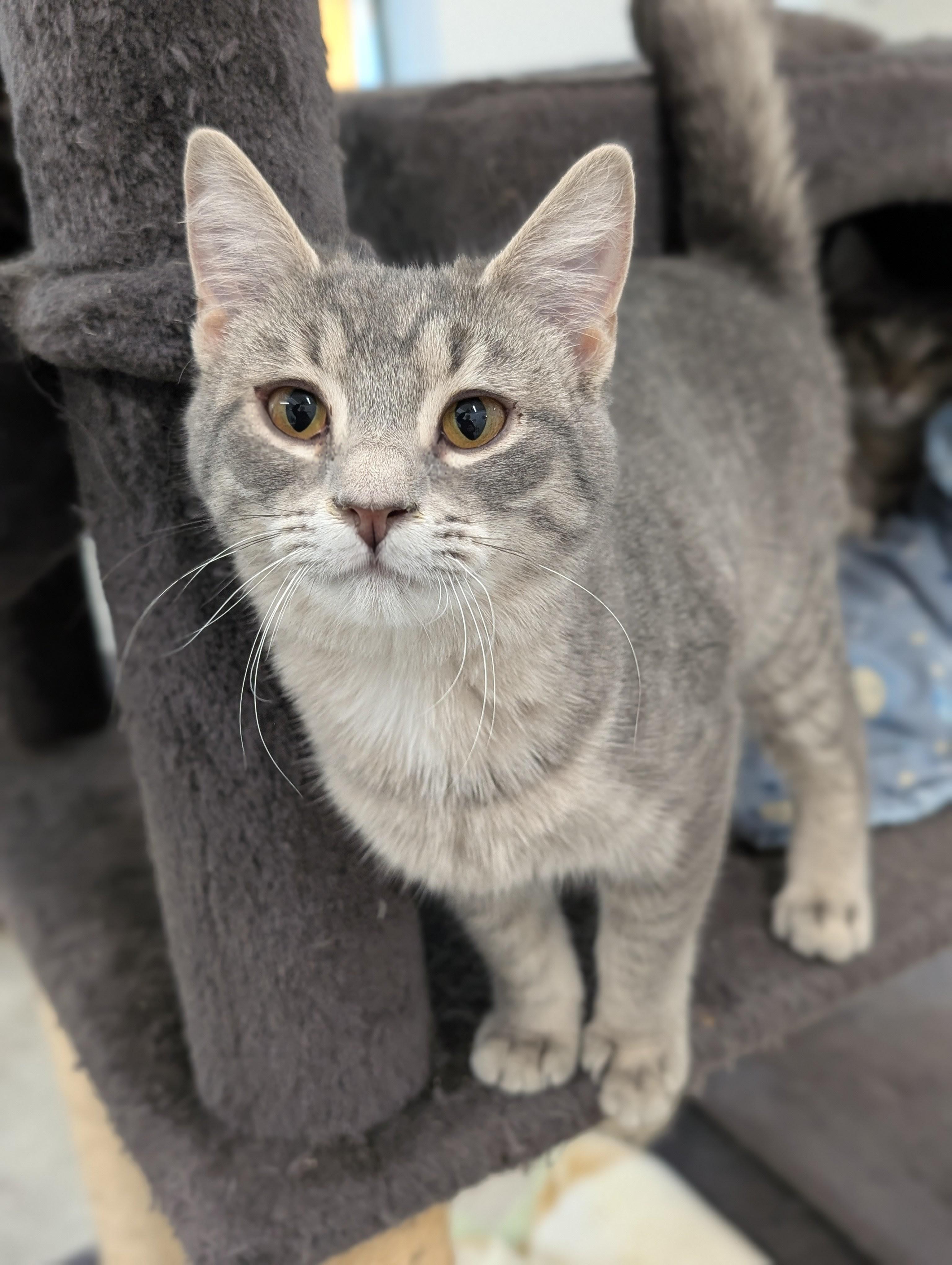 Piccolo, adopted, Kitten Female Domestic Short Hair.