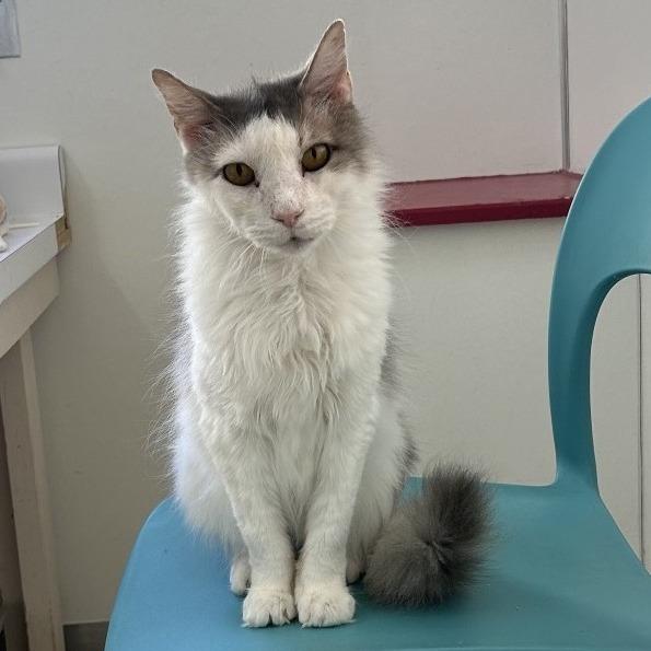 Bubba — thumbnail 2