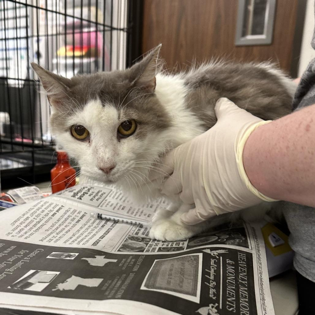 Bubba — thumbnail 3