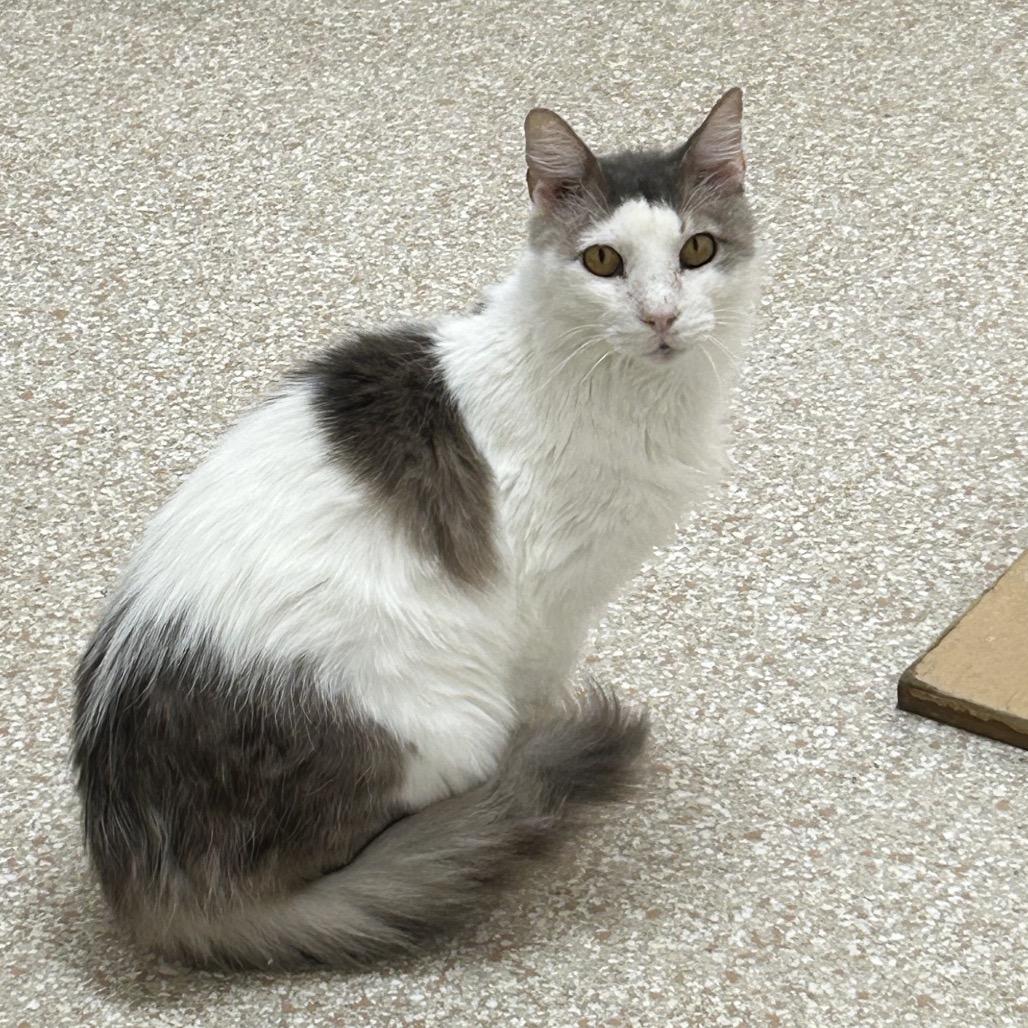 Bubba — thumbnail 4