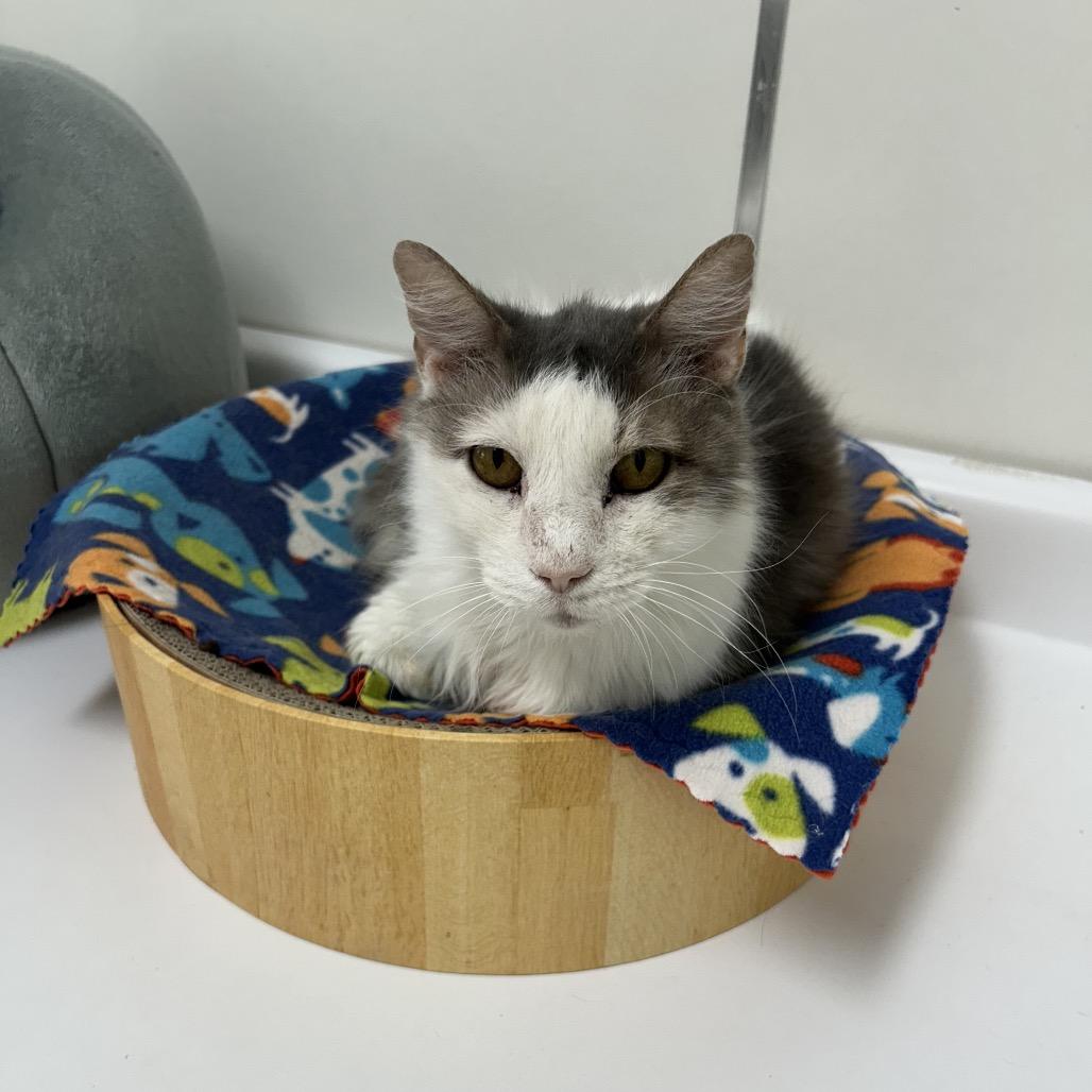 Bubba — thumbnail 5