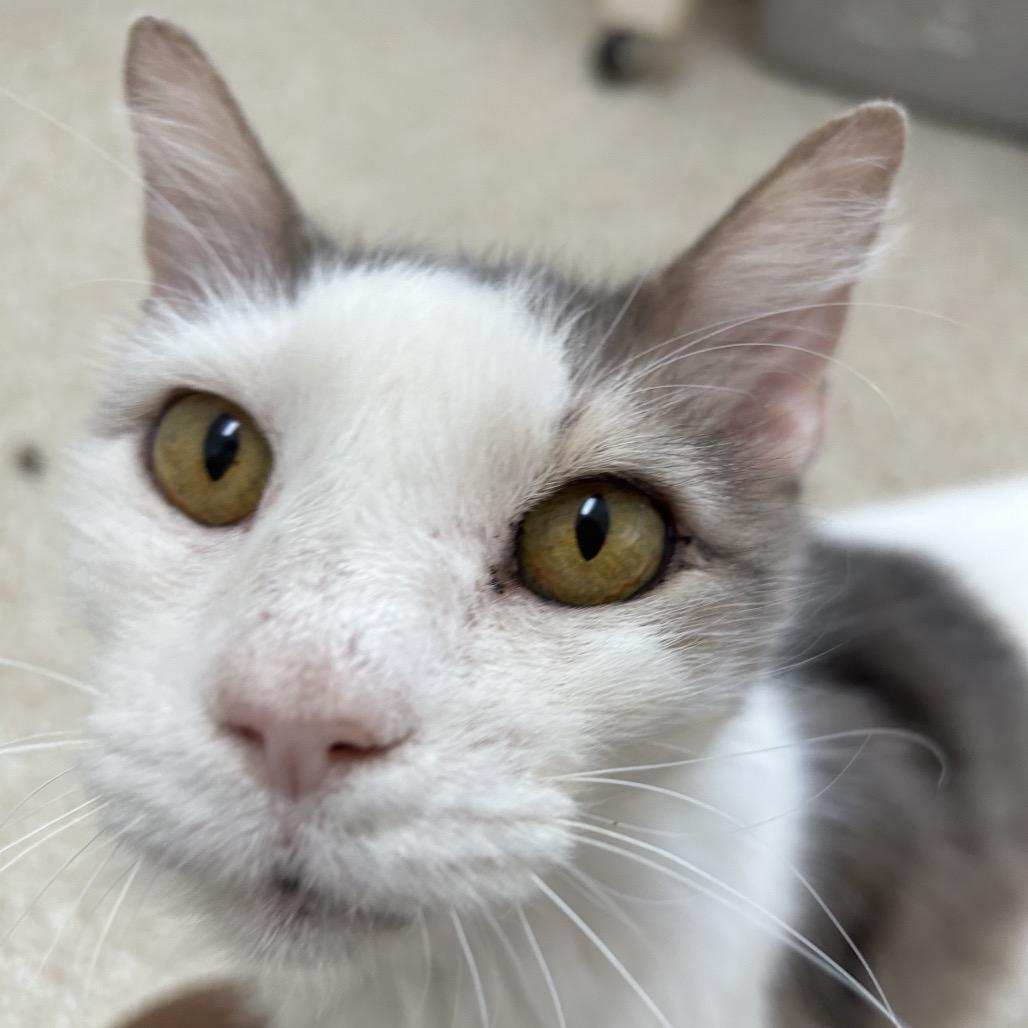 Bubba — thumbnail 6