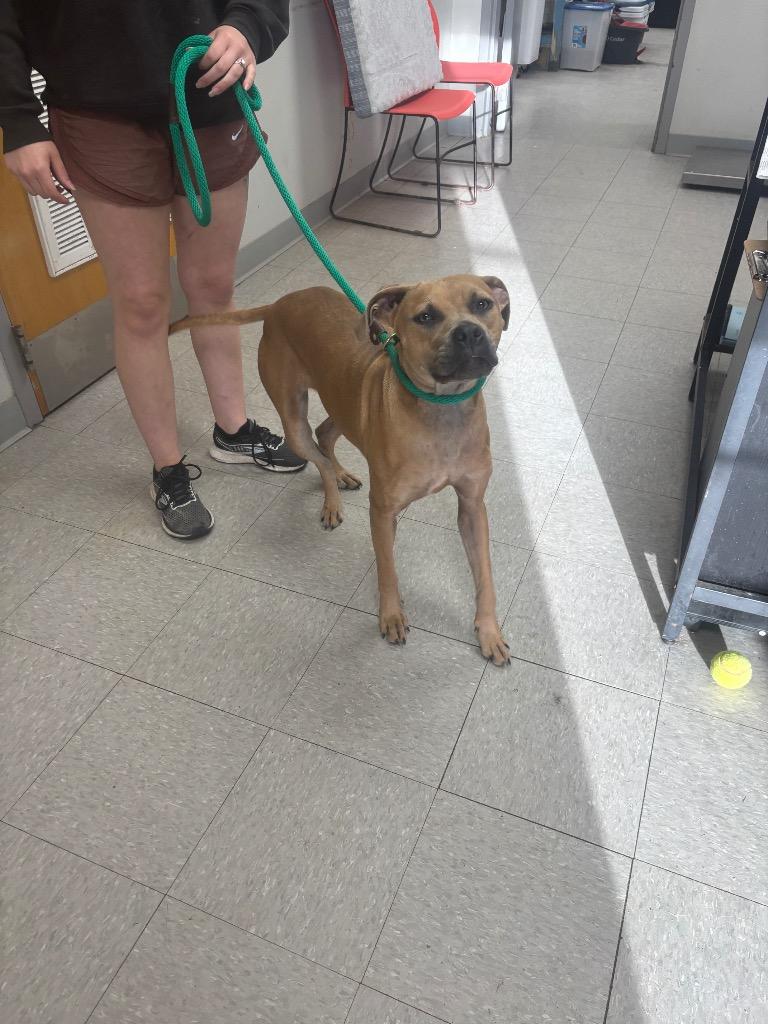 Malibu, Adopted, Young Female Pit Bull Terrier.