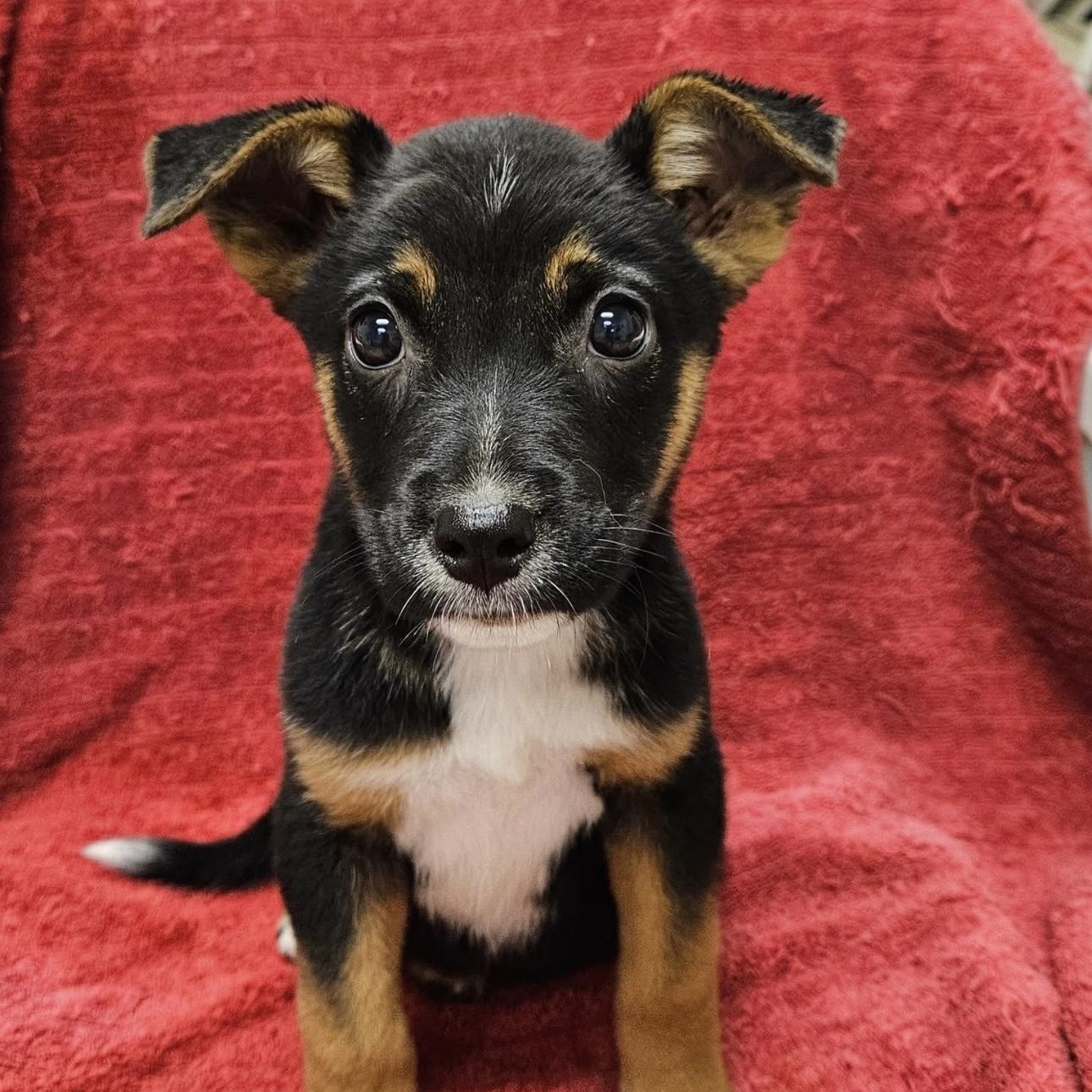 Adopt Tango