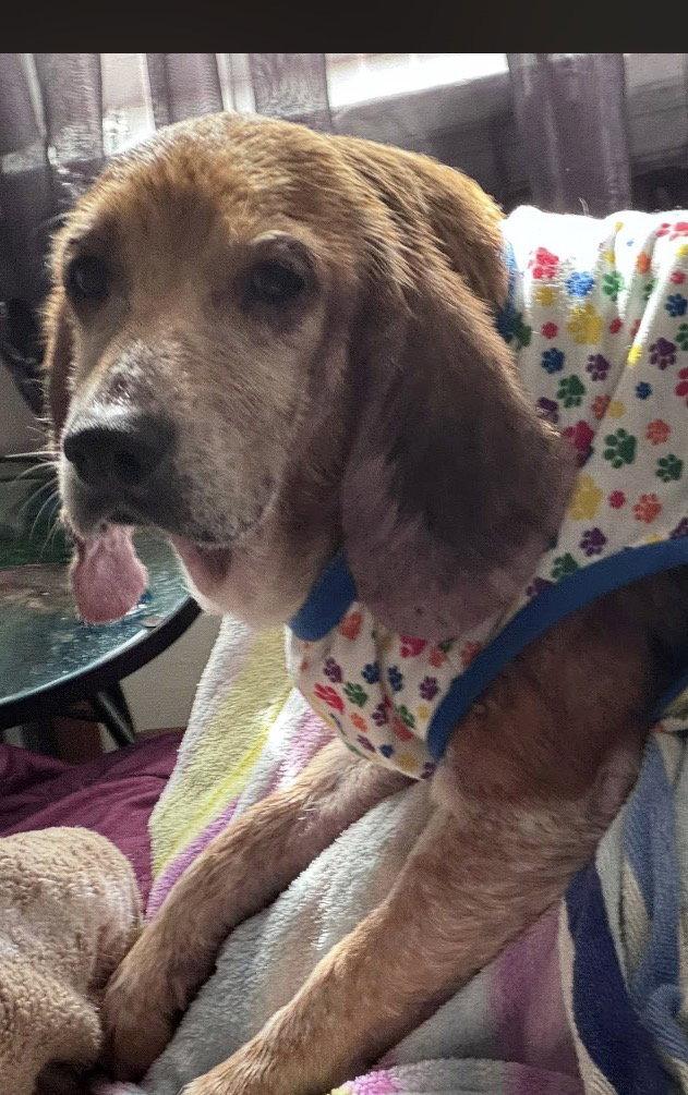 Bonnie Blue, Adopted, Senior Female Beagle & Basset Hound.