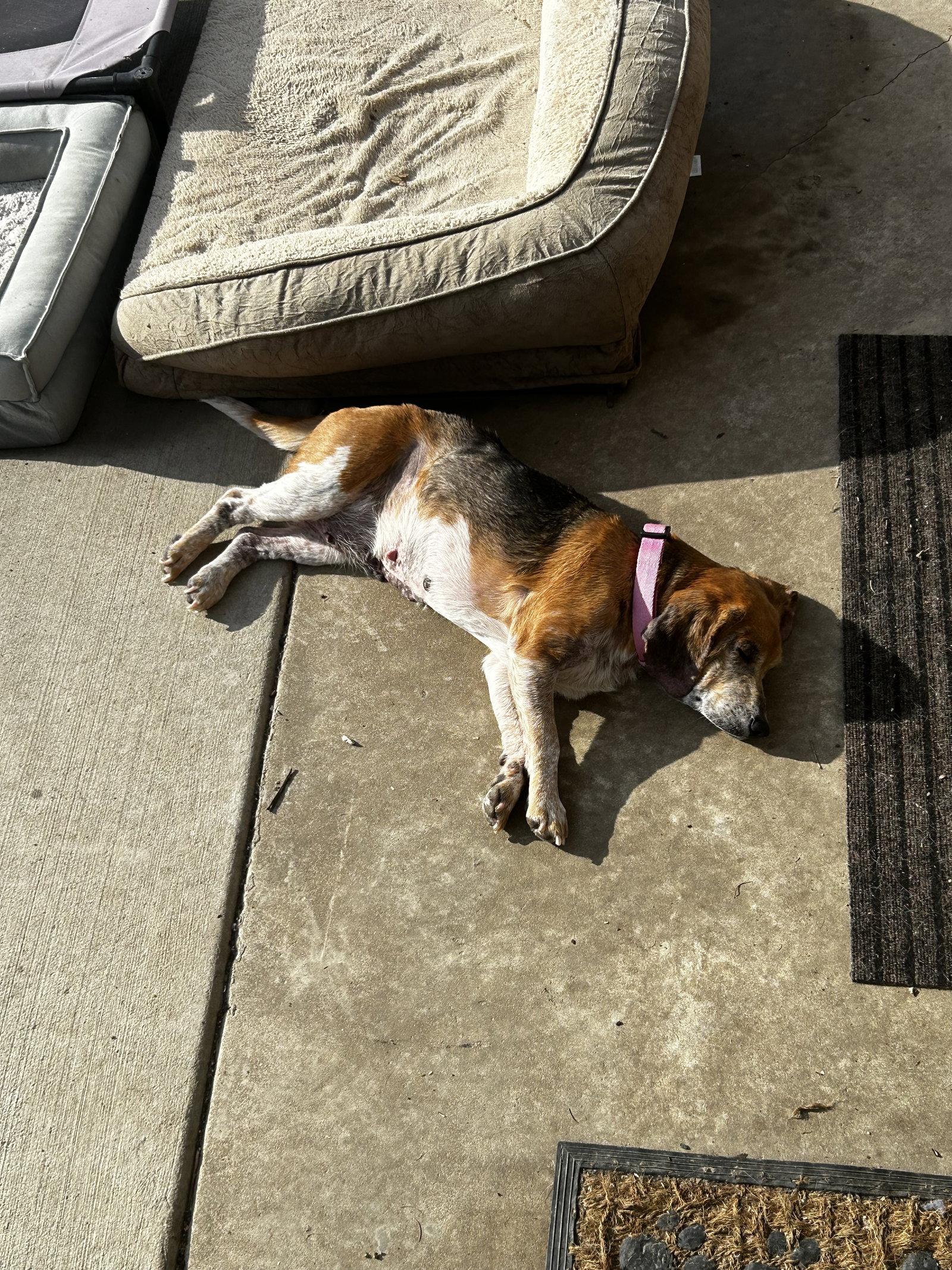 Enlarge Bonnie Blue, a Adopted mixed breed in O'Fallon, MO image 2/3