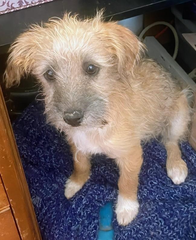 Enlarge Cindy, a ADOPTABLE mixed breed in Saint David, AZ image 3/3