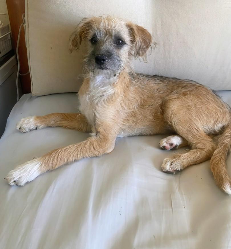 Enlarge Cindy, a ADOPTABLE mixed breed in Saint David, AZ image 2/3