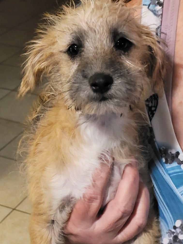 Cindy, ADOPTABLE, Puppy Female Terrier.