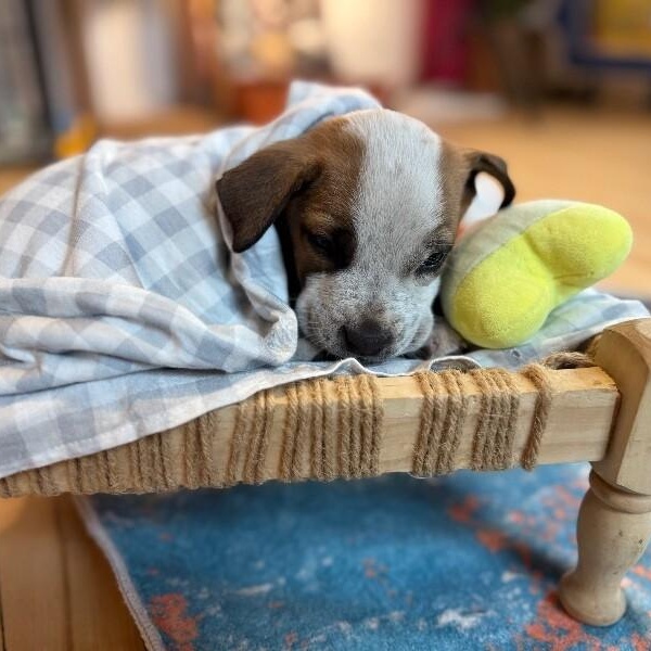 Diamond Dewdrop Perla — thumbnail 3