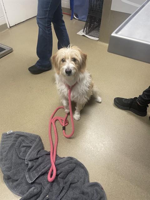 Enlarge STUBBE, a Adoptable mixed breed in Easton, MD image 1/1