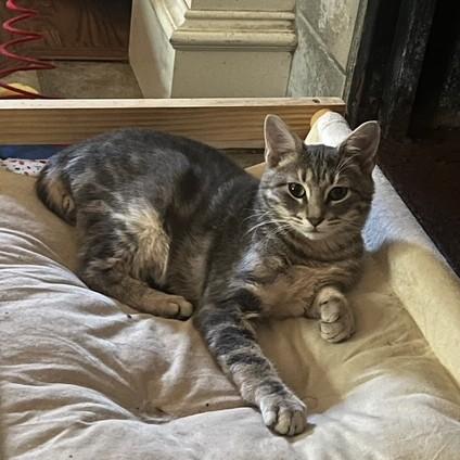 Kiwi, Adoptable, Young Male Domestic Short Hair.