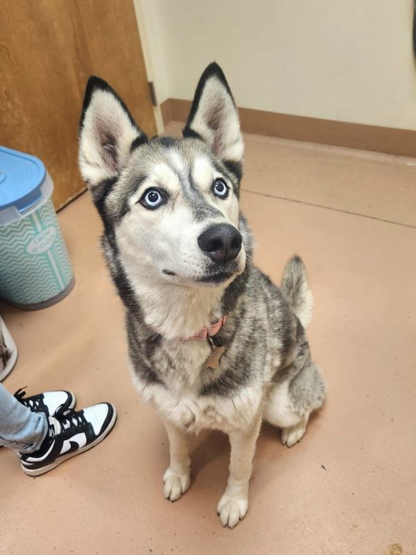 Enlarge Victoria, a Adoptable mixed breed in Kennewick, WA image 1/1