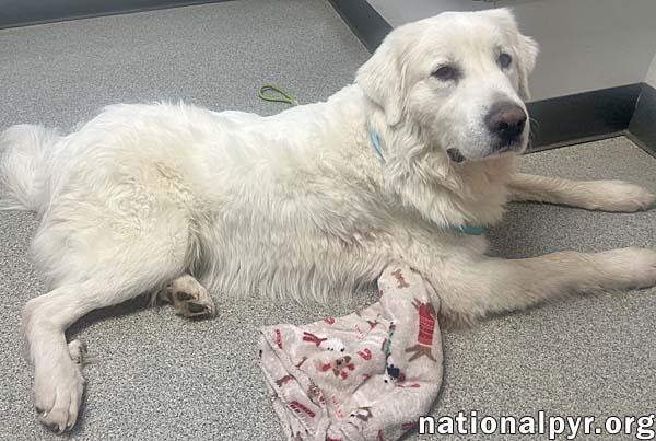 Queso in OH - Loving & Gentle! — thumbnail 3