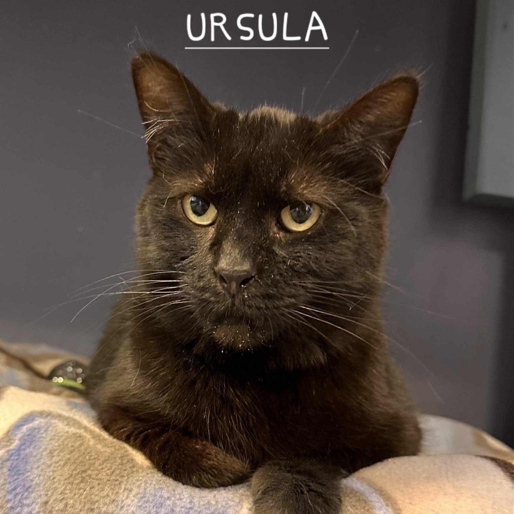 Ursula, Adoptable, Young Female Domestic Short Hair.
