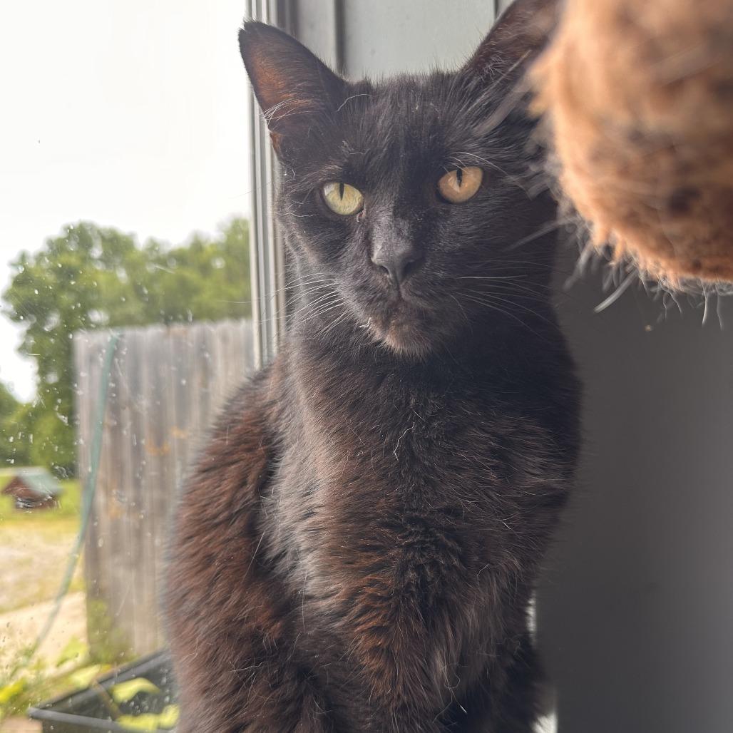 Ursula, Adoptable, Adult Female Domestic Short Hair.