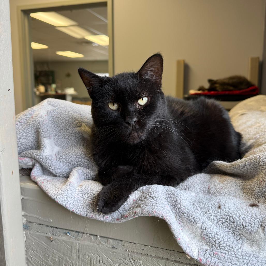Enlarge Ursula, a Adoptable Domestic Short Hair in Richmond, IN image 2/6