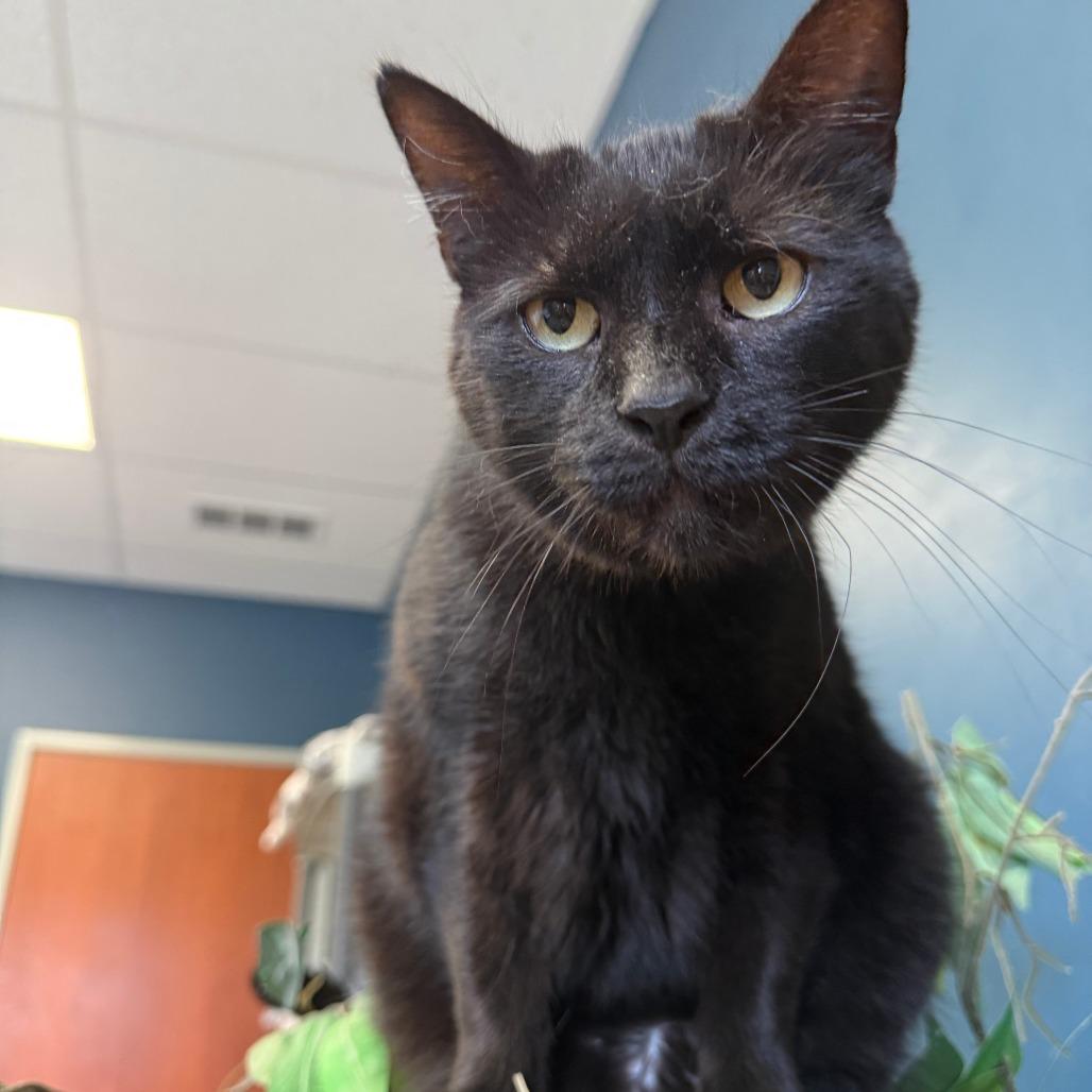 Enlarge Ursula, a Adoptable Domestic Short Hair in Richmond, IN image 3/6