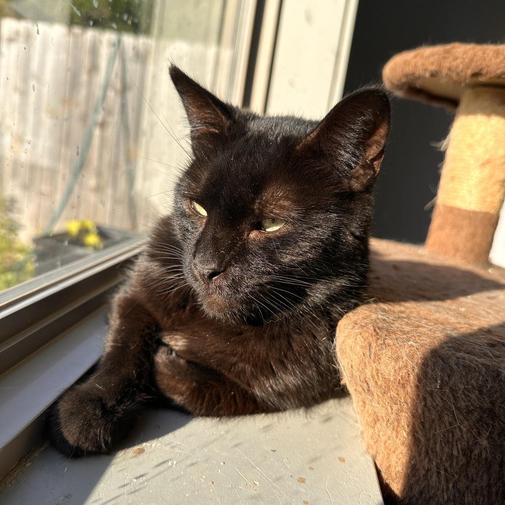 Enlarge Ursula, a Adoptable Domestic Short Hair in Richmond, IN image 4/6