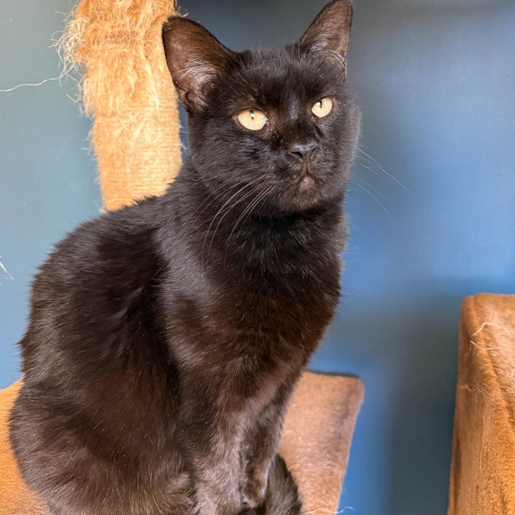 Enlarge Ursula, a Adoptable Domestic Short Hair in Richmond, IN image 5/6