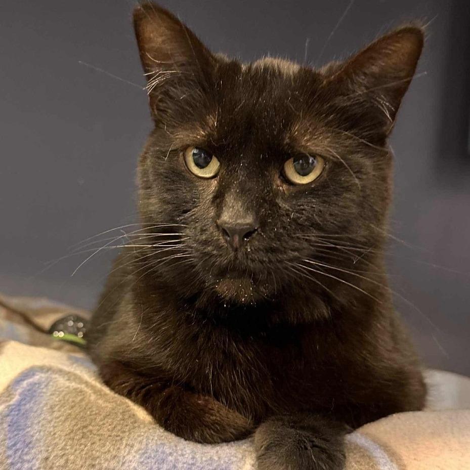 Enlarge Ursula, a Adoptable Domestic Short Hair in Richmond, IN image 6/6
