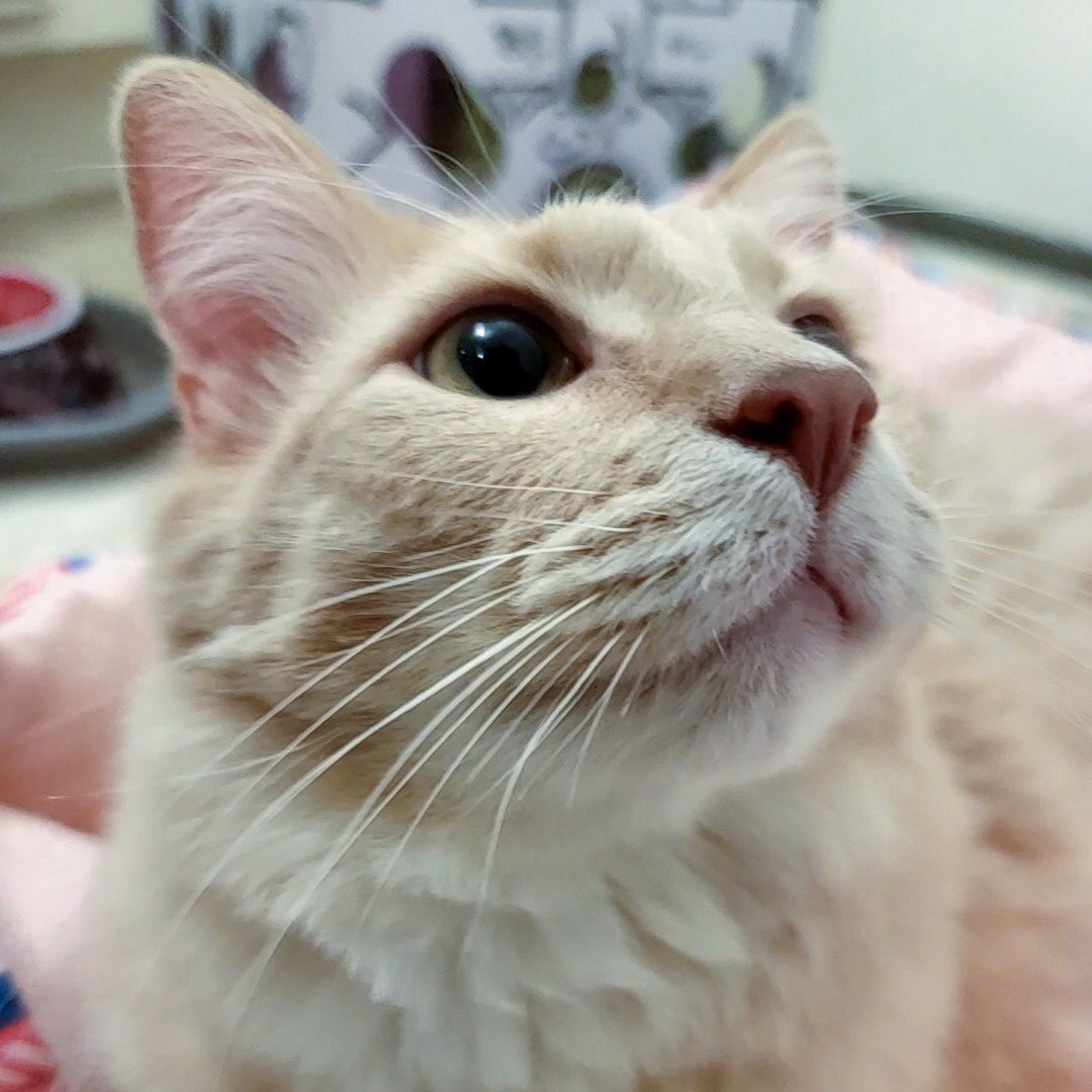 Connor , Adoptable, Adult Male Domestic Short Hair.