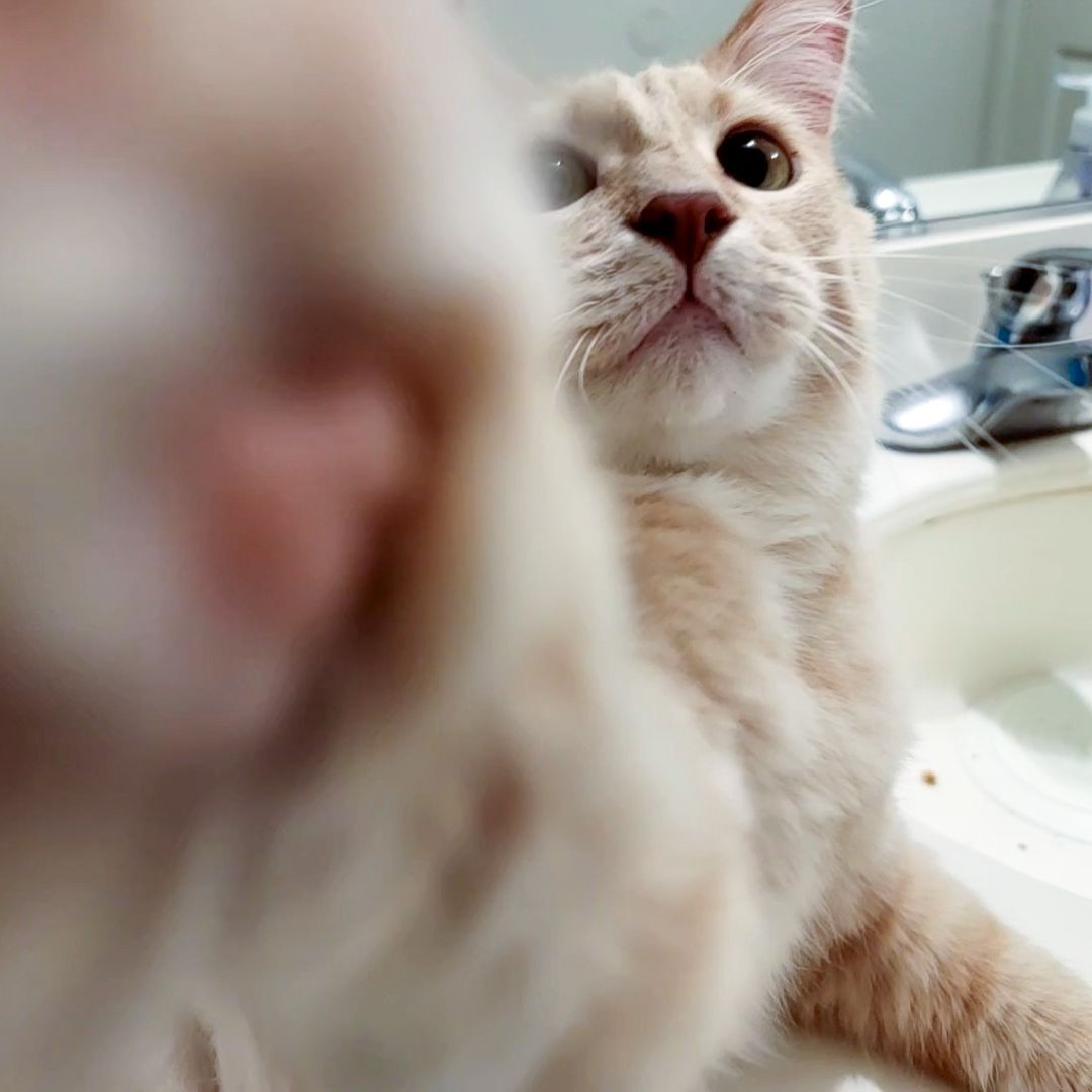 Enlarge Connor , a Adoptable mixed breed in Lancaster, CA image 3/4