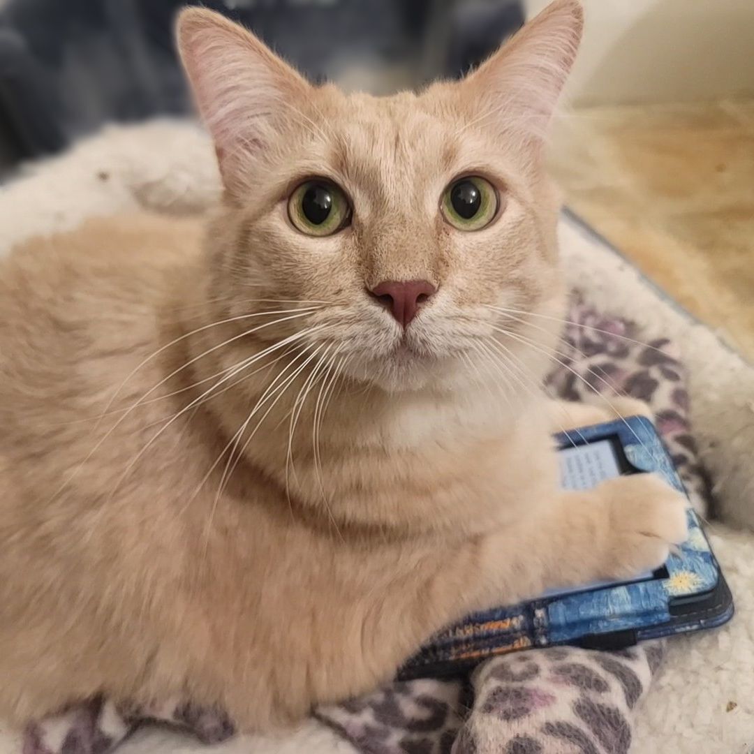 Enlarge Connor , a Adoptable mixed breed in Lancaster, CA image 4/4