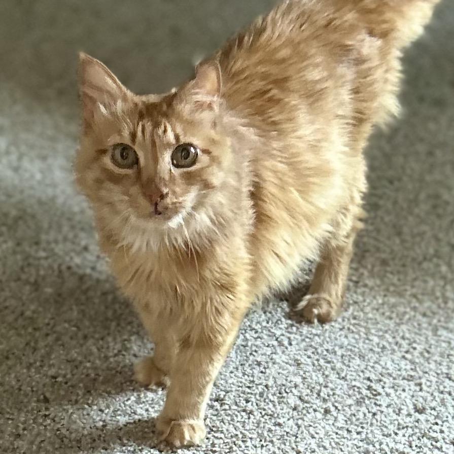 Toosi, Adoptable, Senior Male Domestic Long Hair.