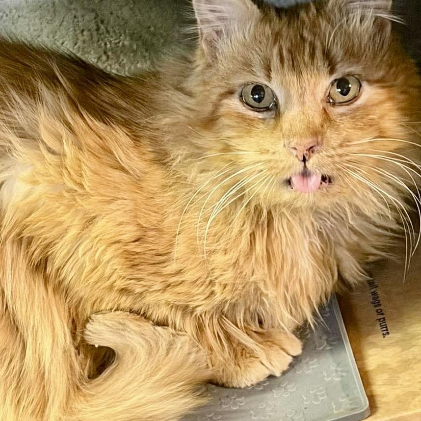 Enlarge Toosi, a Adoptable Domestic Long Hair in Philadelphia, PA image 2/2