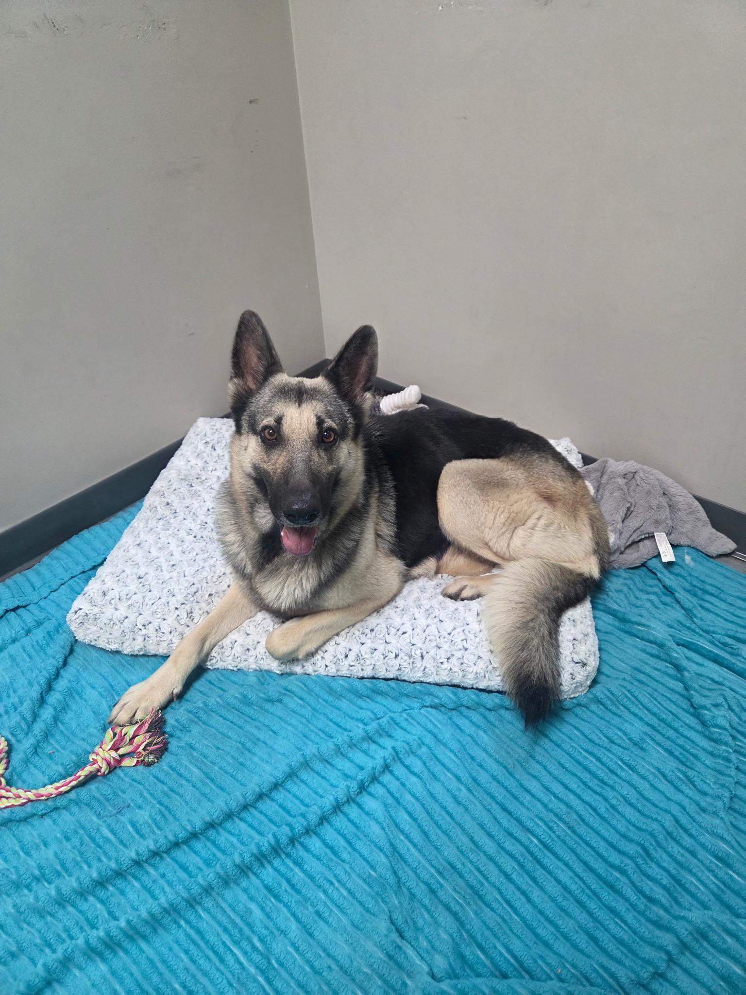 Carmen, a ADOPTABLE mixed breed in Friendswood, TX image 2/2