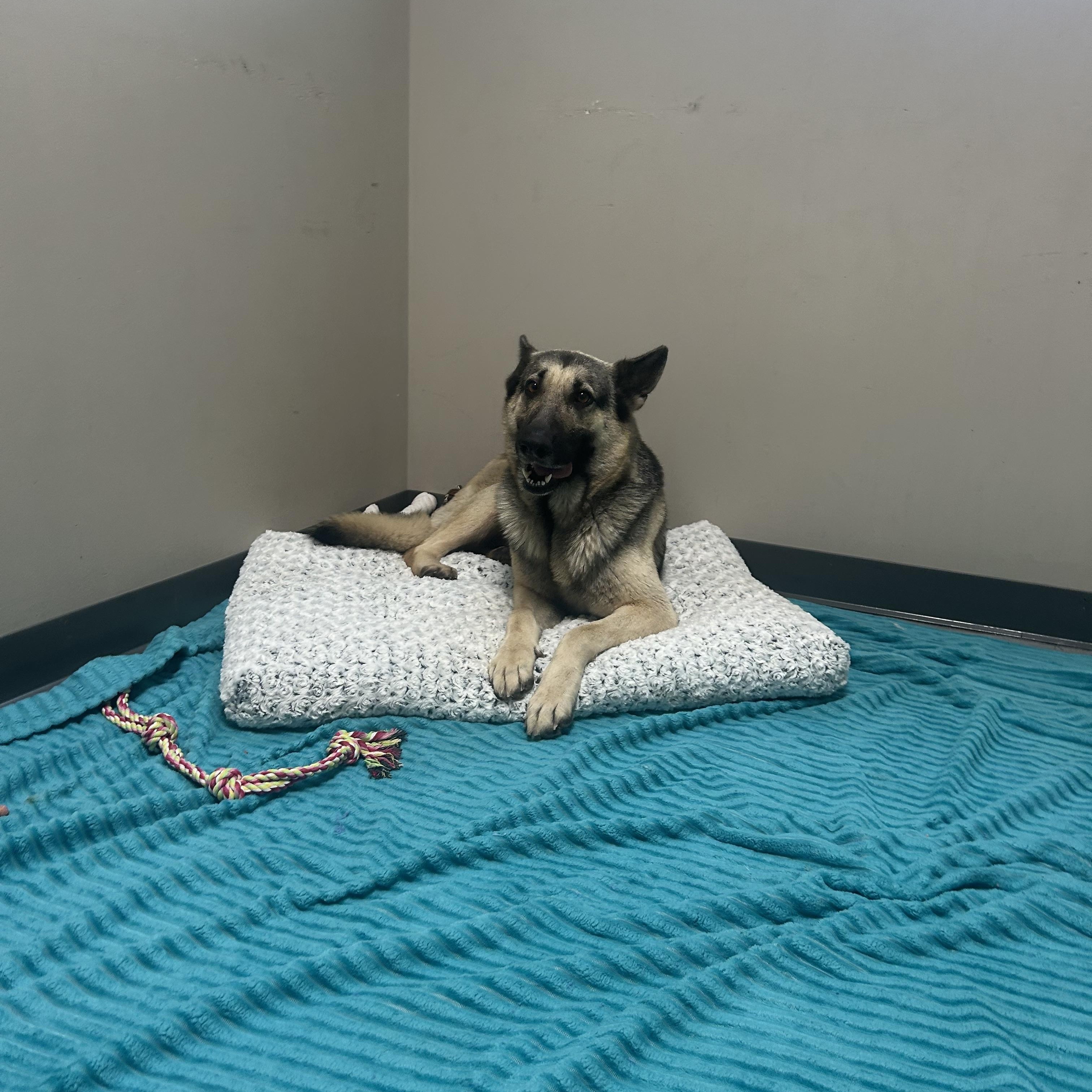 Carmen, ADOPTABLE, Adult Female German Shepherd Dog.