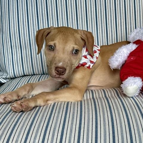 Oakleigh, a Adoptable mixed breed in Rock Hill, SC image 5/6