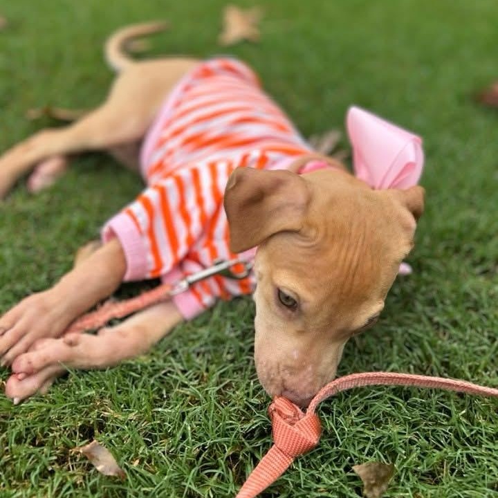 Oakleigh, a Adoptable mixed breed in Rock Hill, SC image 6/6