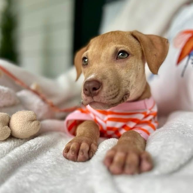 Oakleigh, a Adoptable mixed breed in Rock Hill, SC image 2/6