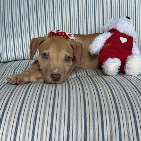 Oakleigh, a Adoptable mixed breed in Rock Hill, SC image 4/6