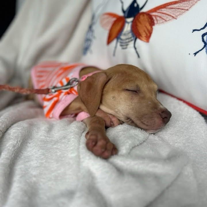 Oakleigh, a Adoptable mixed breed in Rock Hill, SC image 3/6