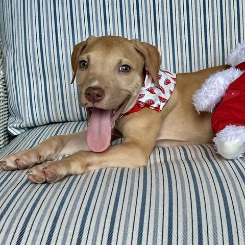 Oakleigh, Adoptable, Puppy Female Labrador Retriever & Pit Bull Terrier.
