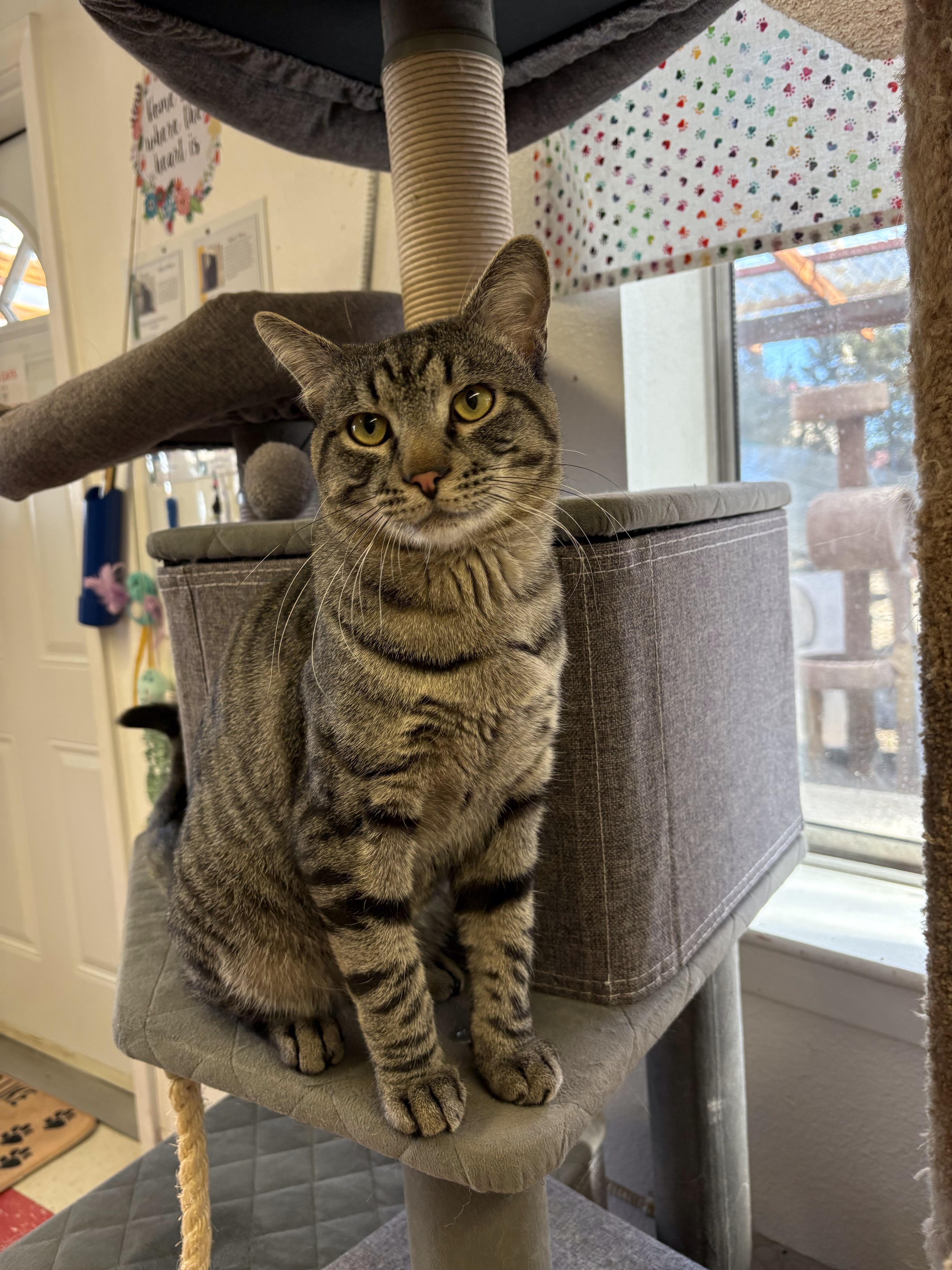 Boxer, Adoptable, Young Male Tabby.