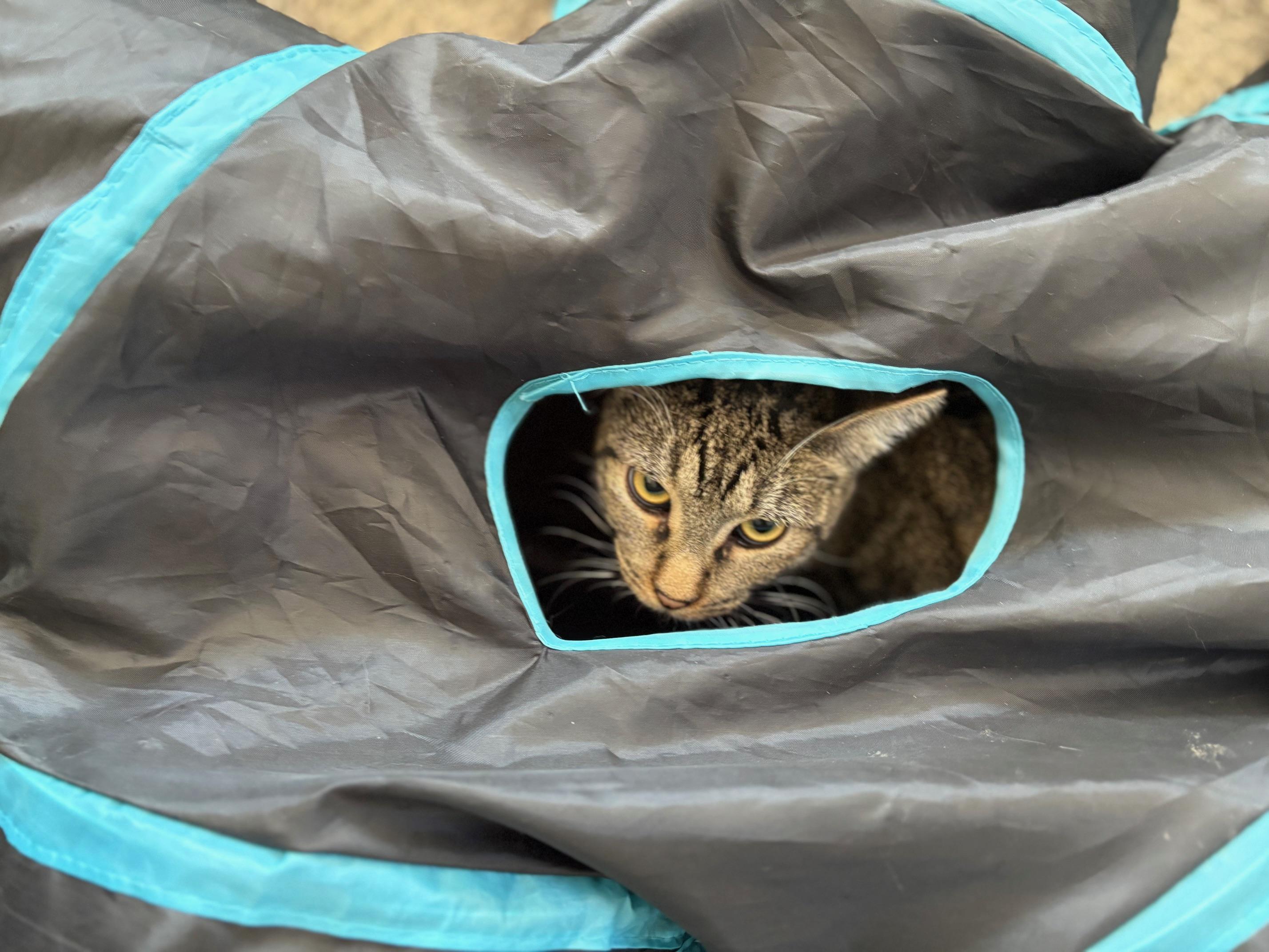 Enlarge Boxer, a Adoptable Tabby in Carson City, NV image 1/1