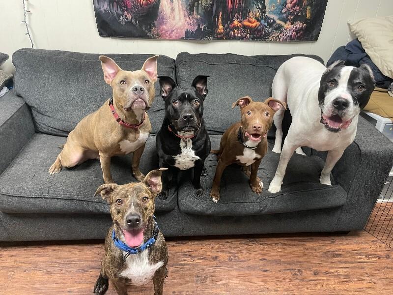 Scrappy Doo your cats BFF — thumbnail 4