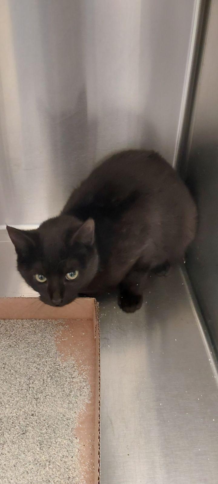 Juliet, Adoptable, Kitten Female Domestic Short Hair.