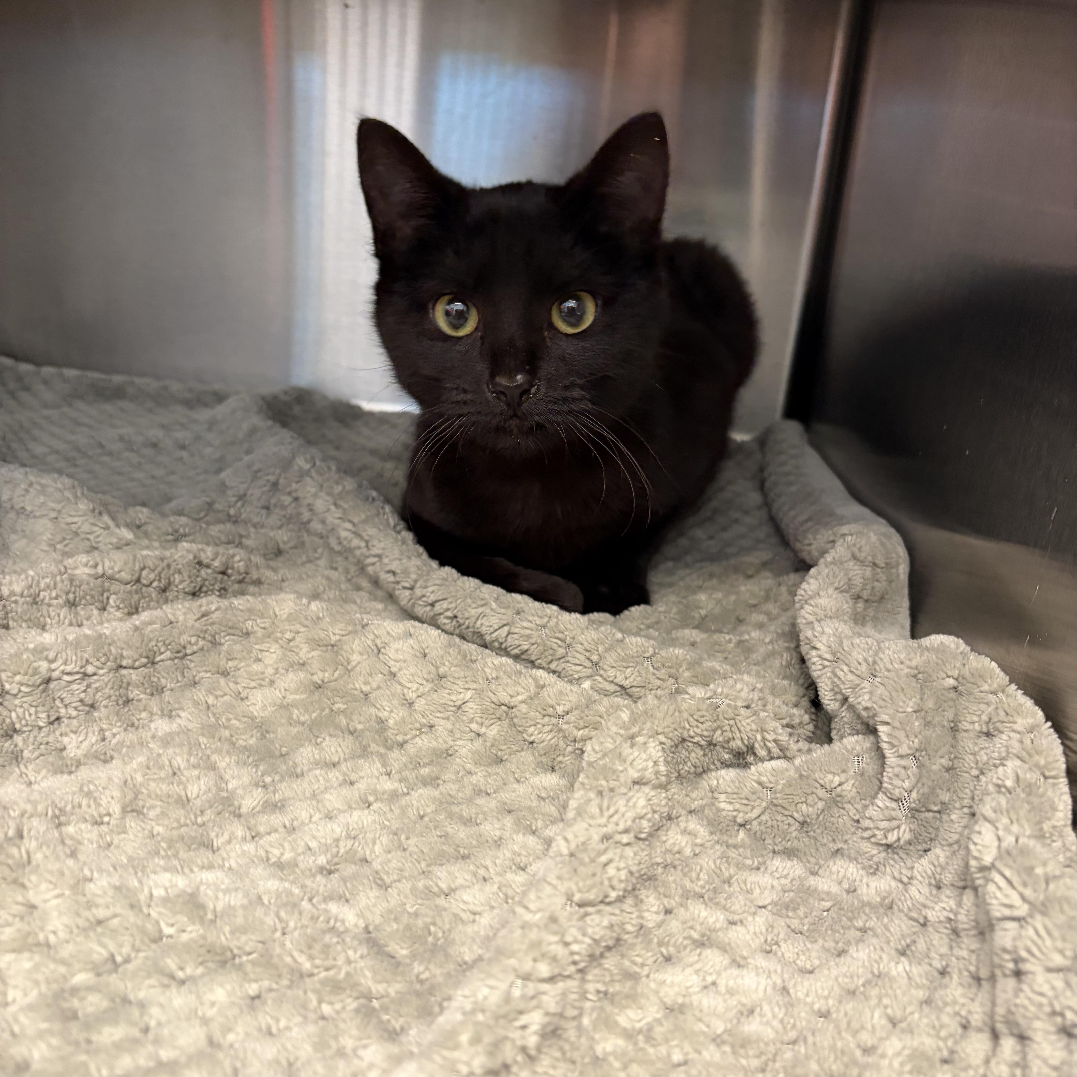 Juliet, Adoptable, Kitten Female Domestic Short Hair.