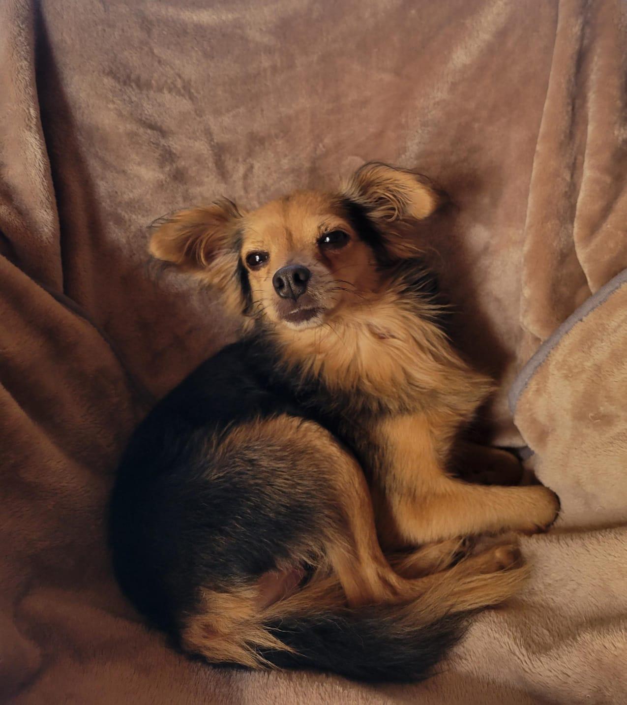 Enlarge Rome, a ADOPTABLE mixed breed in Sherwood, OR image 5/6