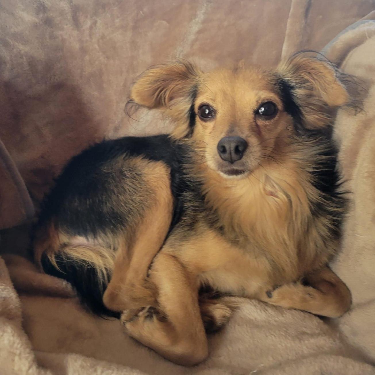 Enlarge Rome, a ADOPTABLE mixed breed in Sherwood, OR image 2/6