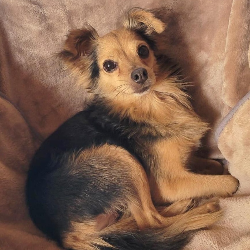 Enlarge Rome, a ADOPTABLE mixed breed in Sherwood, OR image 1/6