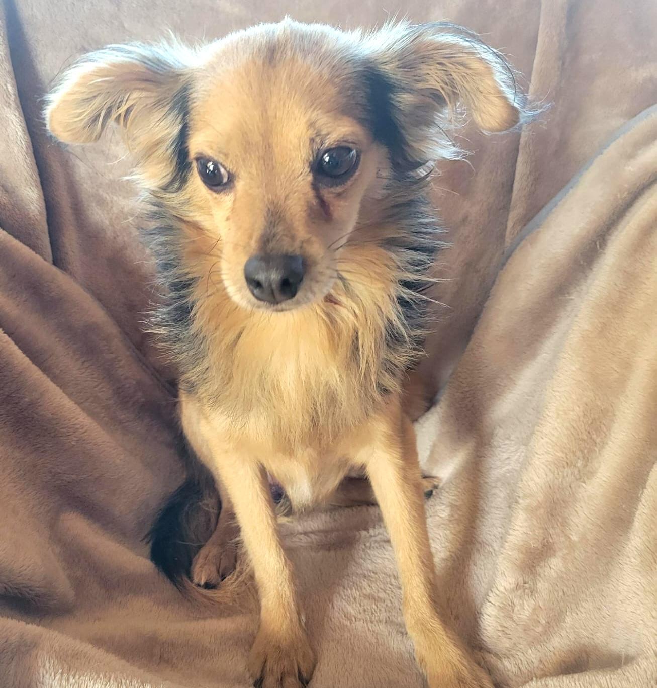 Enlarge Rome, a ADOPTABLE mixed breed in Sherwood, OR image 4/6