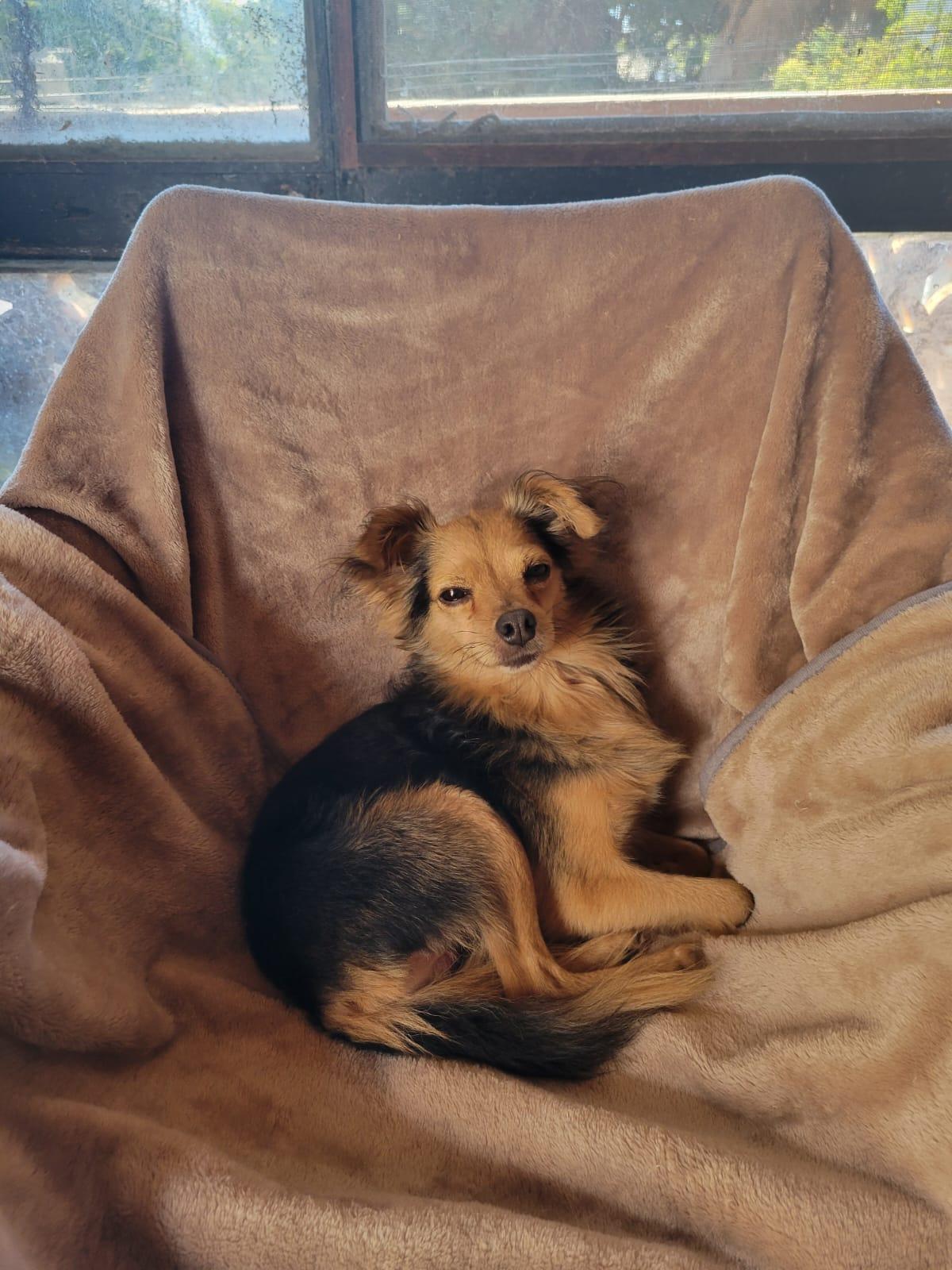 Enlarge Rome, a ADOPTABLE mixed breed in Sherwood, OR image 6/6