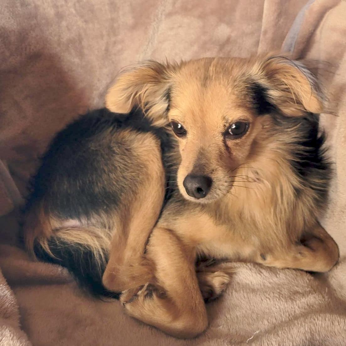 Enlarge Rome, a ADOPTABLE mixed breed in Sherwood, OR image 3/6