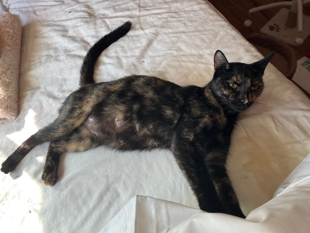 Enlarge Cinderella, a ADOPTABLE Domestic Short Hair in Oceanside, CA image 4/4